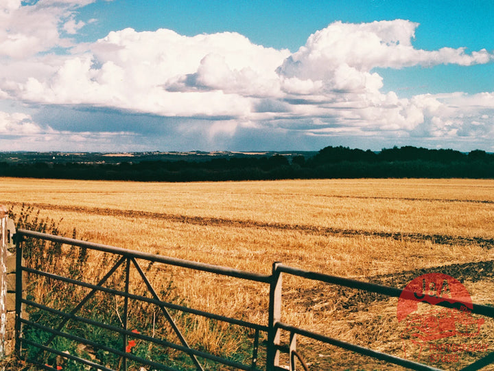 Landscape captured on Harman Phoenix 200 120 film for vibrant tones