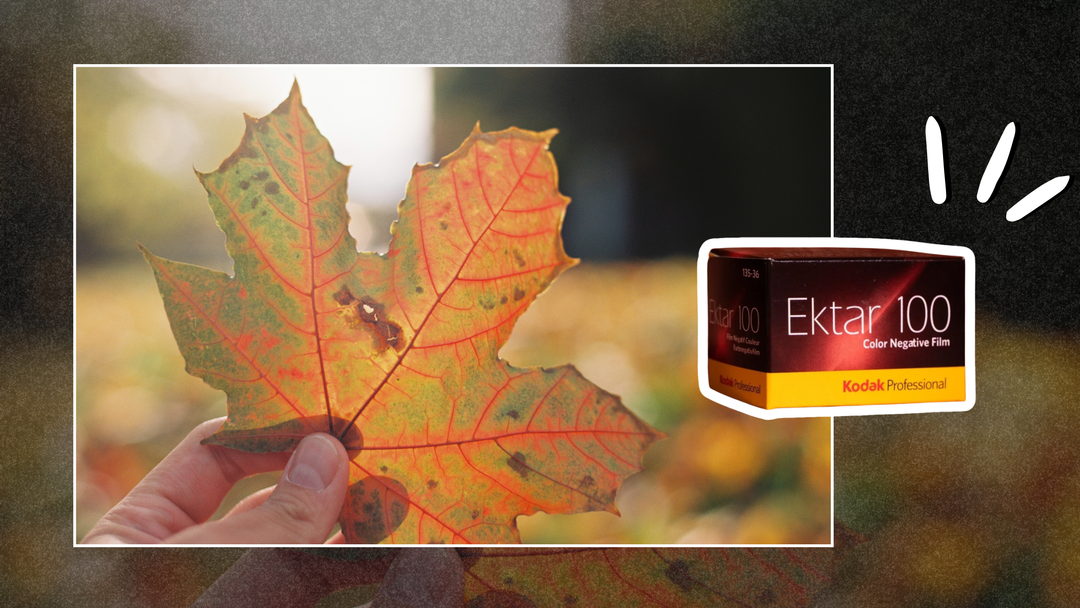 Top 3 Film Stock for Autumn - Film Lab UK