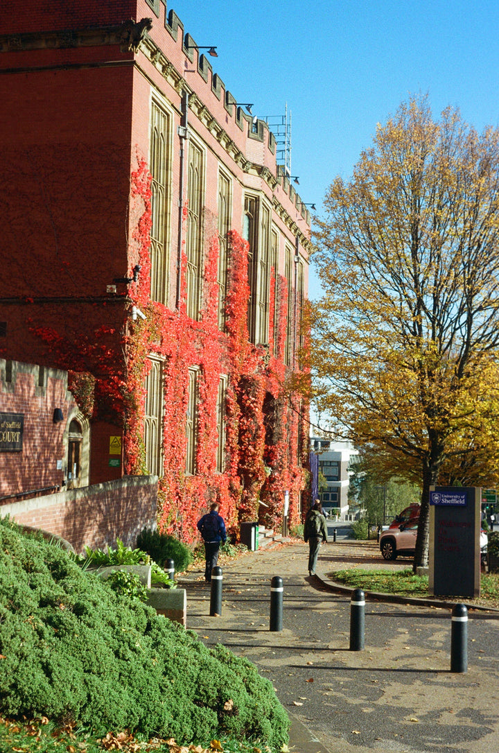 Red ivy-covered building with a clear blue sky, lomography color negative 400 near Firth Court, Sheffield
