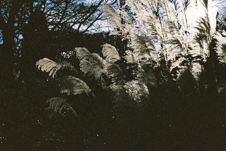 Lomography Lomochrome colour’ 92 sample 2