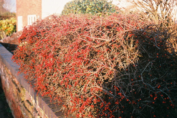 Lucky C200 35mm film sample 2