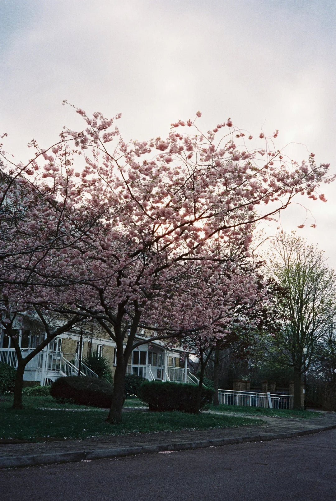 Analog photo showcasing colors and details on Candido 800 35mm film