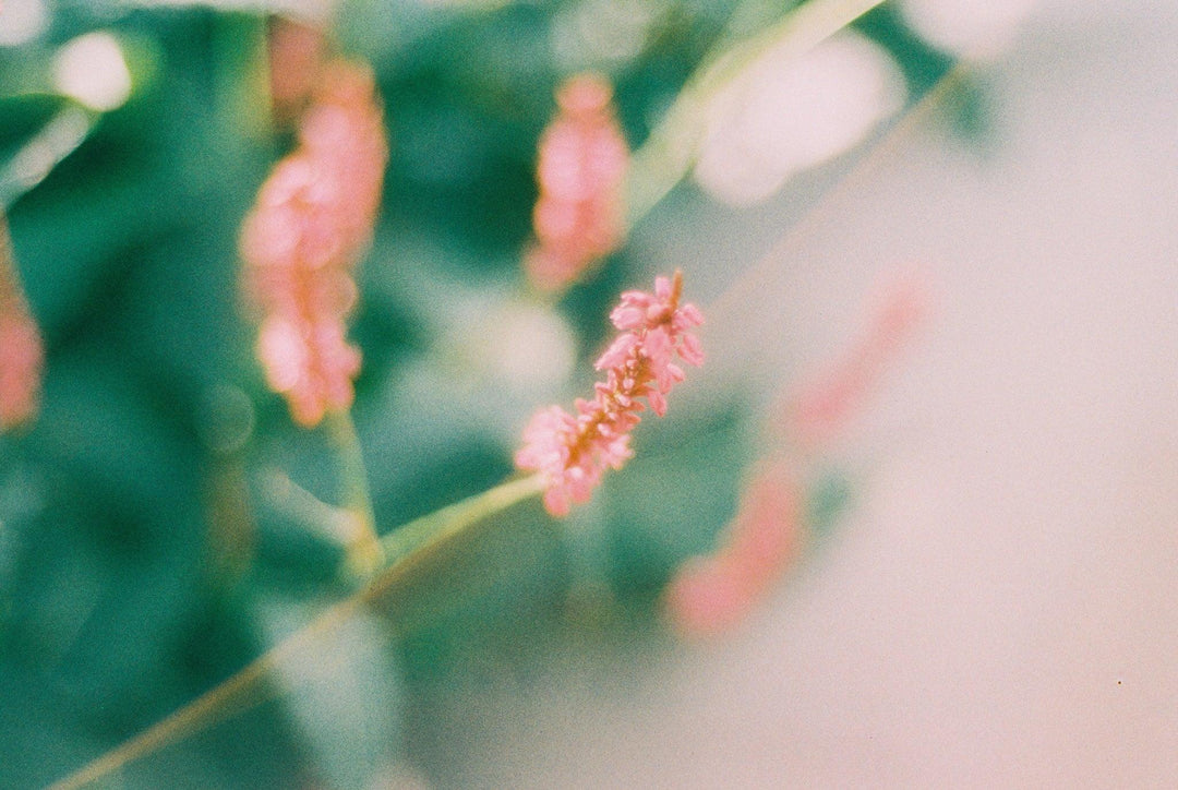 Creative close up photo using Harman Phoenix 200 II 35mm film for vivid, nostalgic colour film photography