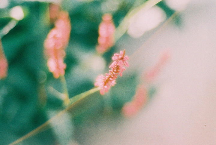 Creative close up photo using Harman Phoenix 200 II 35mm film for vivid, nostalgic colour film photography