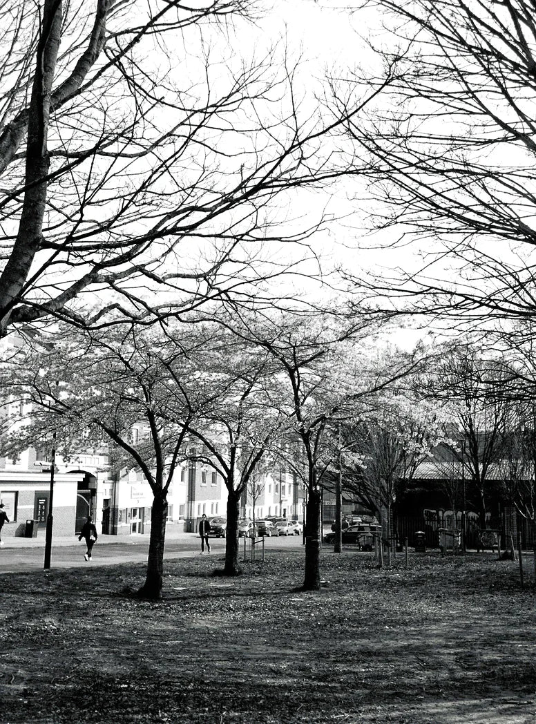 Forest and street scene photographed with Ilford HP5 Plus 400 120 film, capturing detailed black and white textures