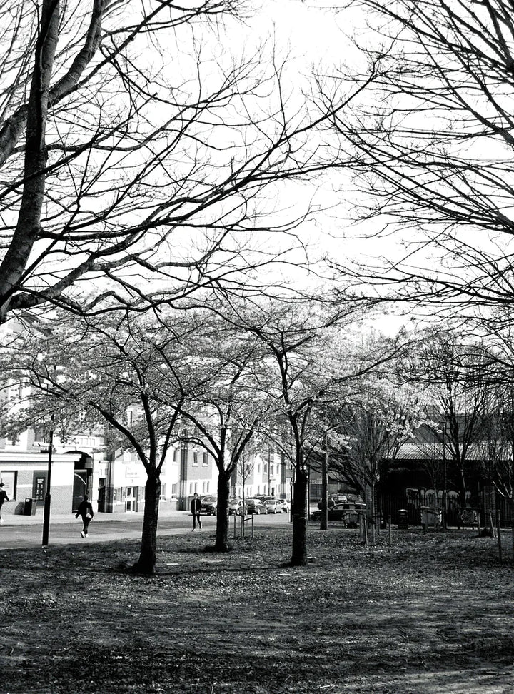 Forest and street scene photographed with Ilford HP5 Plus 400 120 film, capturing detailed black and white textures