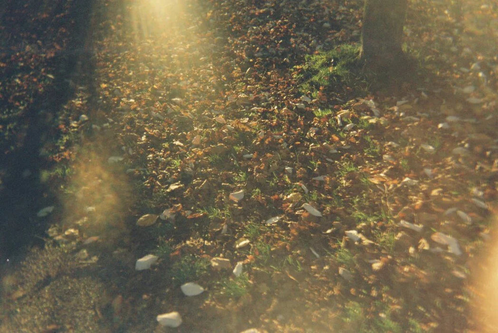 Analog photo taken with Kodak M35 35mm reusable film camera