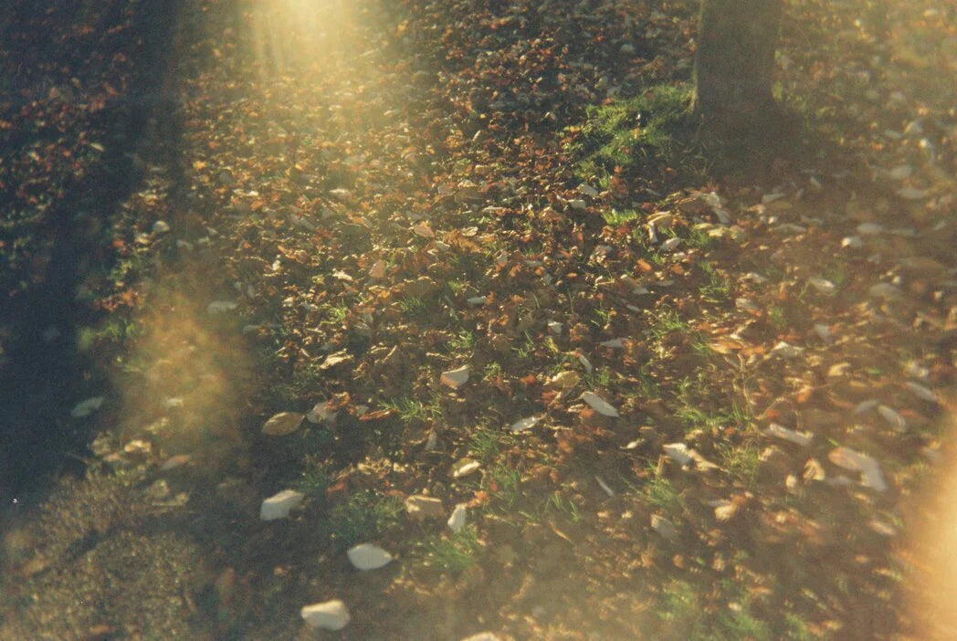 Analog photo taken with Kodak M35 35mm reusable film camera