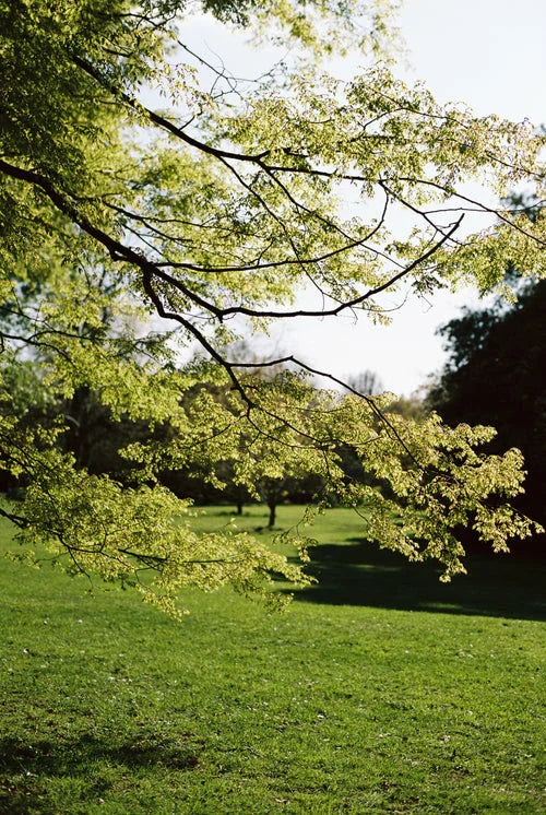 Scenic tree shot on Kodak Portra 160 film, highlighting smooth colour transitions, natural greens, and delicate tonal range.