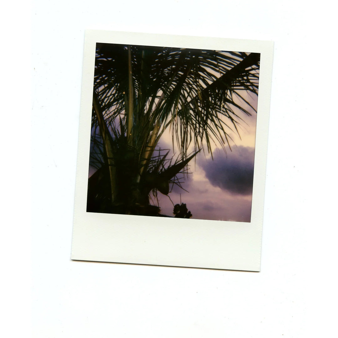 Tree on a beach captured with Polaroid 600 Colour Instant Film, showcasing vibrant analog colours