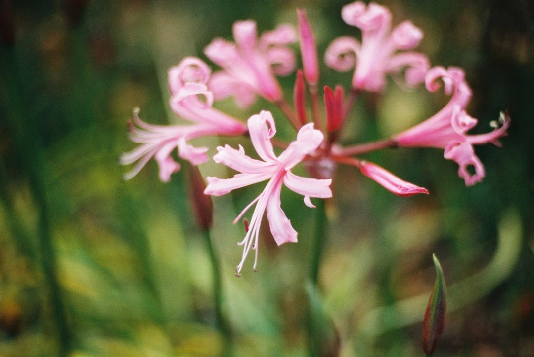 Close-up of flowers photographed using Cinestill 400D film, showing detailed colours and cinematic quality