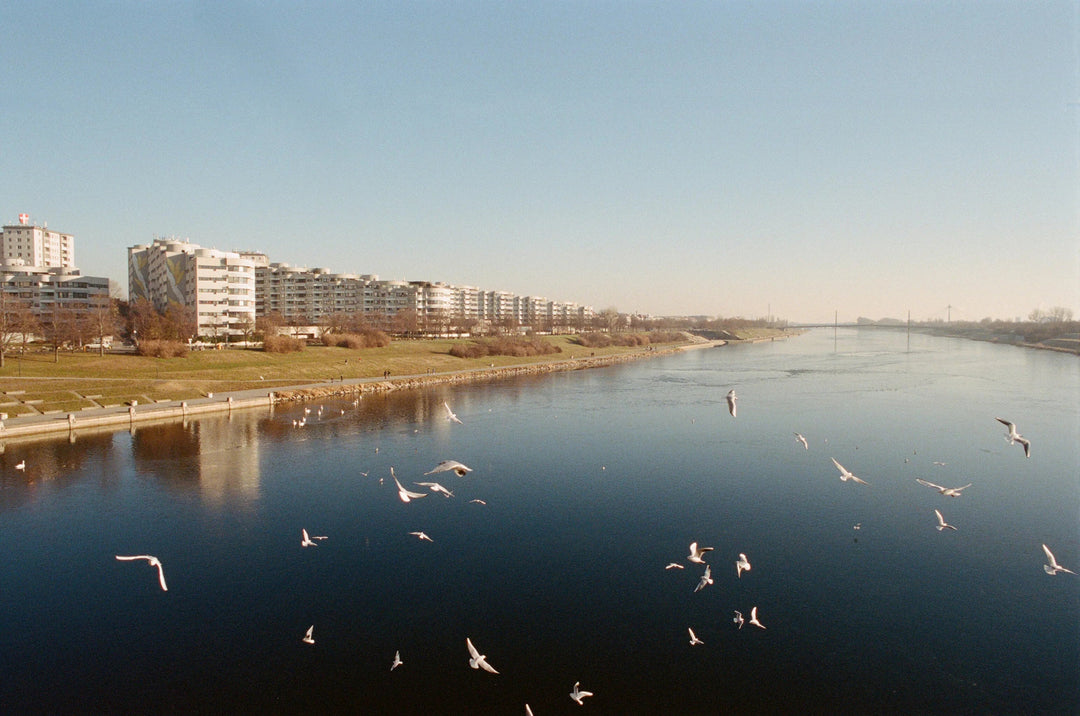 Riverside scene with birds photographed on Kodak Professional Portra 400 film, featuring smooth tones, rich colour depth, and fine detail.