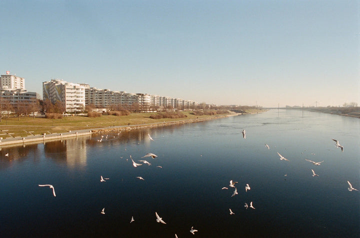 Riverside scene with birds photographed on Kodak Professional Portra 400 film, featuring smooth tones, rich colour depth, and fine detail.