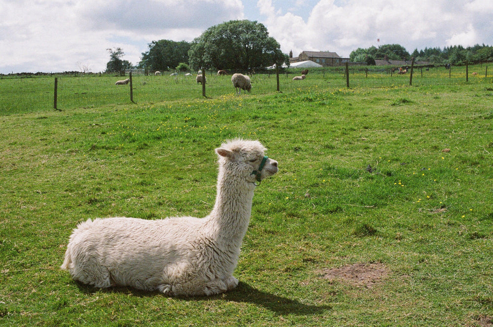 Alpacas in soft natural light captured on Kodak Portra 800 35mm film showing fine detail and warm colour tones.
